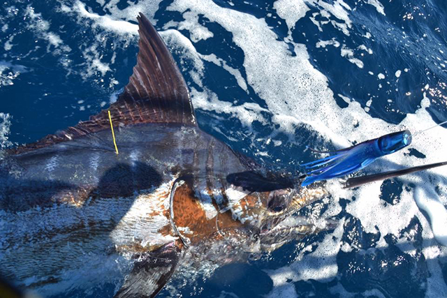 ANGLER: Jo-Ann Riley SPECIES: Blue Marlin
WEIGHT: Est 130kg LURE: JB Lures Big Dingo.